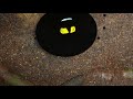 Our Planet Western Parotia Dance