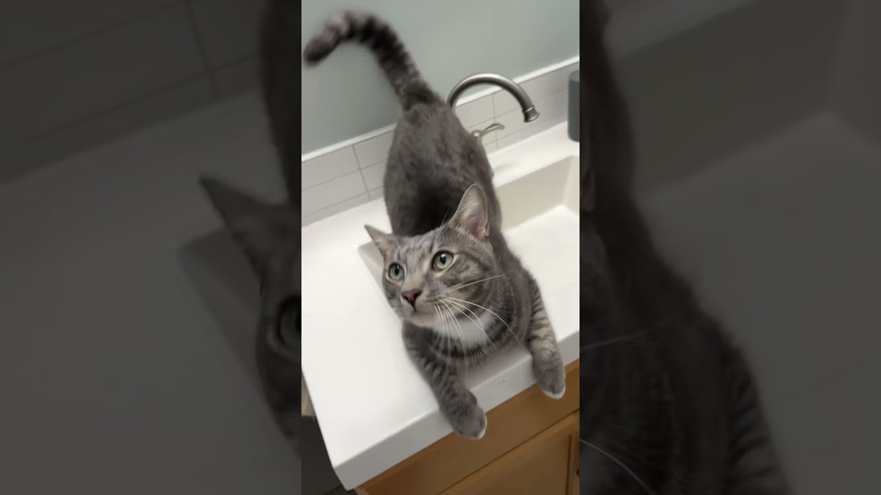 Seymour Charlie (owner died) VIDEO!! Talker! Loves pets (and sinks)!, a ADOPTABLE Domestic Short Hair in Port Orange, FL video 6/6