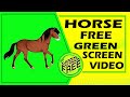 Horse Running Green Screen Green Screen Horse Green Screen Horse Free Effect