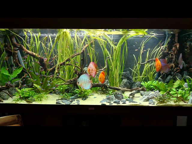 Aquascaped Planted Discus Aquarium