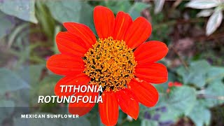 Tithonia Rotundifolia - Easy tips on seed propagation of this beautiful Mexican Sunflower.