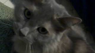 LMFAO - I Am Not A Whore (Music Video)