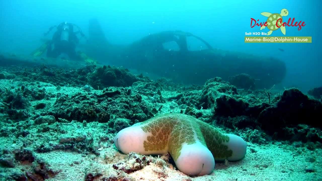 Experience a dive through Airplane Wreck Site, virtually!