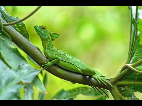 Costa Ricas Echsen im Videoportrait