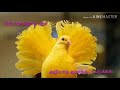 Alagana Manjapura Song Whatsapp Status