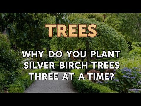 Why Do You Plant Silver Birch Trees Three at a Time?