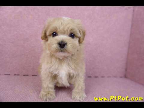 10/18馬爾泰迪公幼犬2號