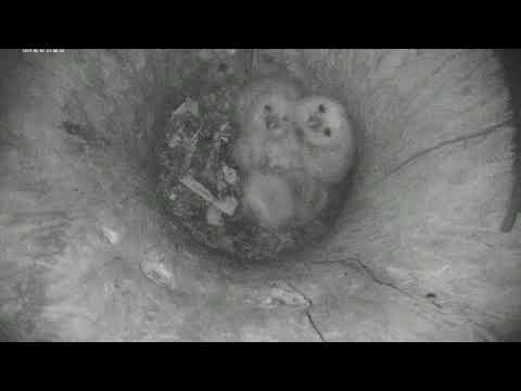 2019 05 02 EST Tawny Owl - Food delivery, Owlets fight for it  02:55