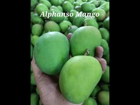 Fresh farm mangoes