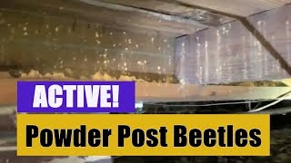 Powder Post beetle infestation Smithfield NC
