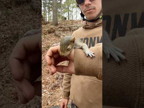 The Sweetest Animal Encounters Caught On Camera ❤️ #animals #bee #birds #deer #seal #heartwarming