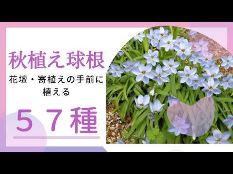 花の球根