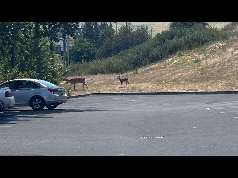 Advanced Tama control Part 1