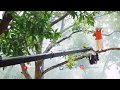 Mohanlal Action Making Video Odiyan Movie V A Srikumar Menon Exclusive By Sreelal Krishnadas