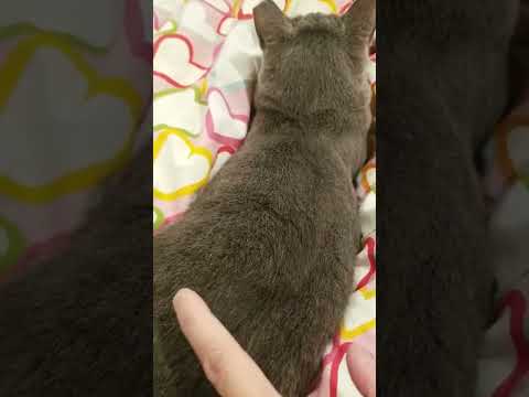 Bubbles the cat back is twitching when his fur is touched. Russian Blue.  kucing قط Pls Subscribe.