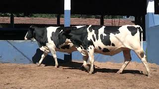 Vídeo 209 - 1ª ETAPA MEGA LIQUIDAÇÃO TOTAL AGROPECUÁRIA MARAJOARA - DIA 4 | GADO GIROLANDO E HOLANDÊS