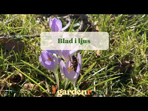 Blad i ljus - Trädgårdshacks med GardenR