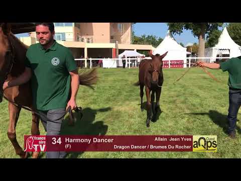 Show AQPS Lion 2017 : Lot 34 - Harmony Dancer