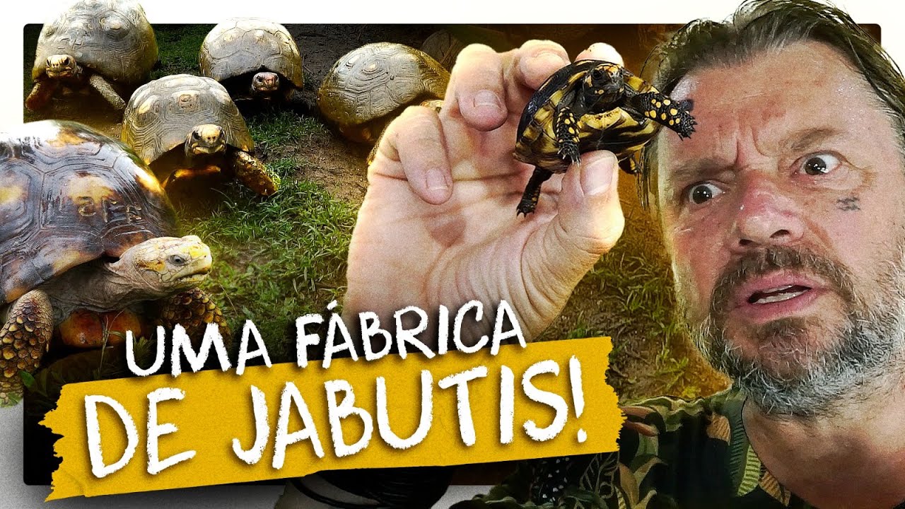 ELES FABRICAM MAIS DE 3000 FILHOTES DE JABUTI POR ANO! | RICHARD RASMUSSEN