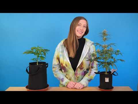 Simple Grow Guide - Growing weed from seed