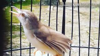 Download lagu Suara pikat prenjak sawah tarung mp3 Download lagu Suara pikat prenjak sawah tarung mp3