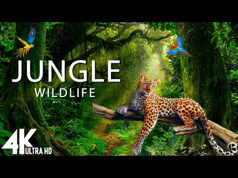 Jungle Wildlife In 4K - The World’s Largest Tropical Rainforest | Relaxation Film with Calming Music