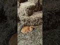 Orange Cat Laying In The Hay On This Cold Snowy Day