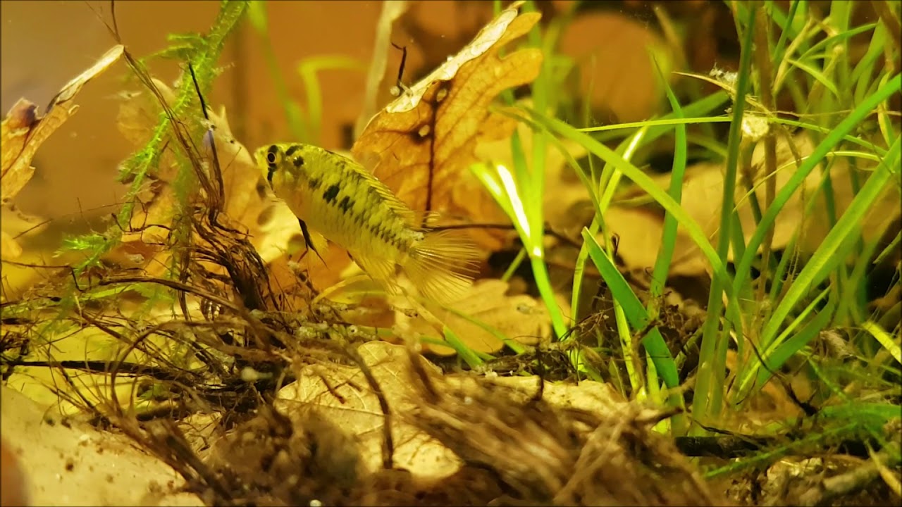 Apistogramma • Care Guide (Tank Setup, Mates & Diet)