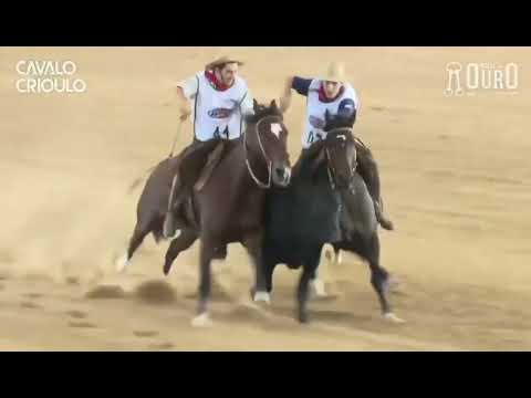 Tertúlia do Ouriço • Melhor Prova de Campo II das Fêmeas no Bocal de Ouro 2024