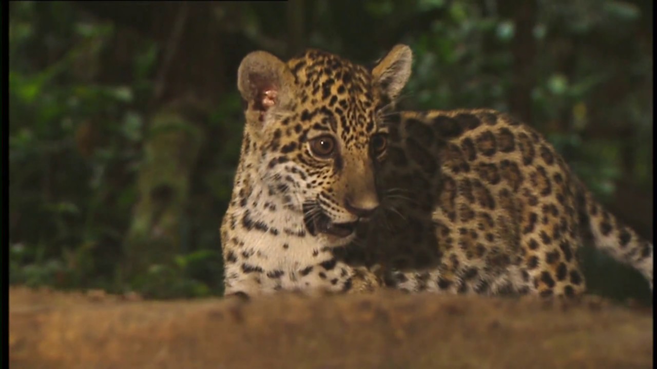 Conflicts of Nature : Conflicts in the Jungle (Wildlife Documentary)