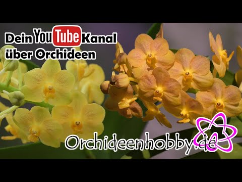 , title : 'Farbintensive Blüten durch mehr Licht bei Vanda Orchideen - Orchideenhobby.de'