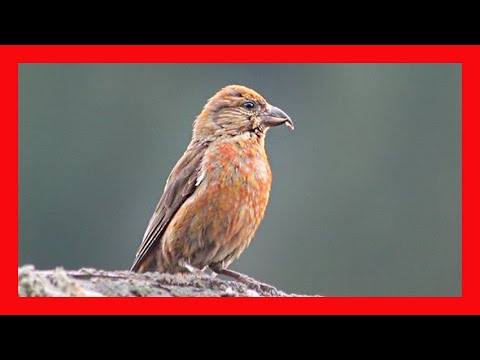 Crossbill Call! Crossbill Song! Crosbill Singing! Crossbill Sound! Crossbill Chirp! Crossbill Voice!