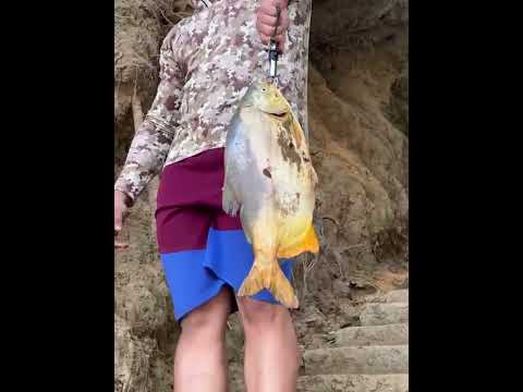 Caranha de  4,5kg rio Urucuia Arinos-mg