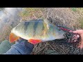 Big Perch Small River! These Hard Baits Got Crushed!