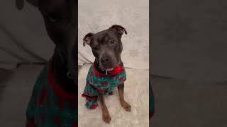 Video preview image #1 American Pit Bull Terrier-Unknown Mix Puppy For Sale in Germantown, OH, USA