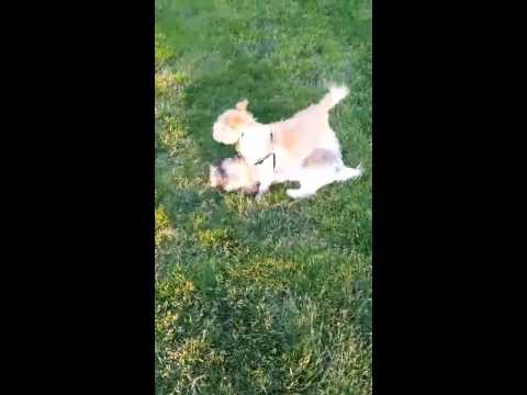 Various shaurya vids(9)