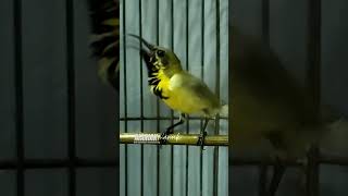 Download lagu SOGON TROTOL GACOR NGLEPER #2 #sogontrotol #pancingansogokontong #pancingansogonijoan mp3