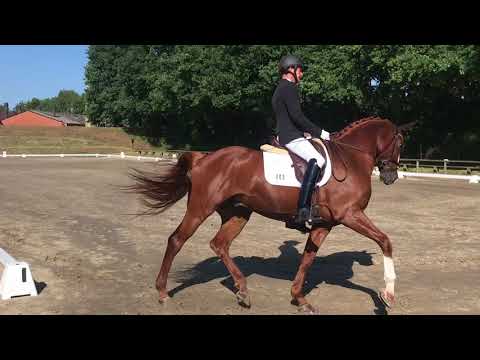 Der Donnerstag - Bargstedt Derssurpferde L 2. Platz 7,2
