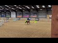 Scopey Competitive Jumping Mare