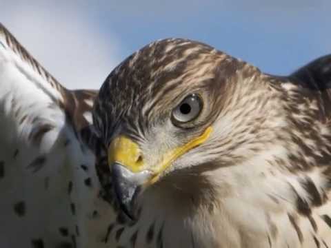Musikkapelle St. Valentin 2013 - Der Schrei des Falken