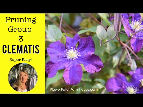 , title : 'Pruning Group 3 Clematis (update on my Group 2 as well)'