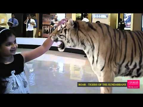 Janisha Face To Face With The Tigers Of The Sundarbans