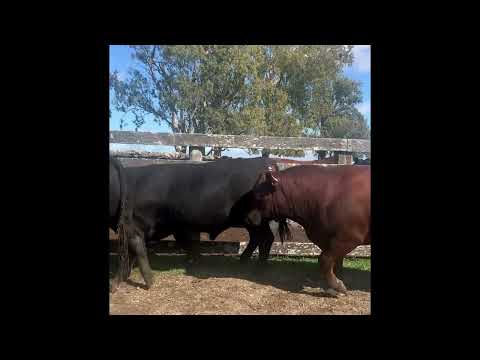 LOTE 4 – RP 2363 5787 5789 – Cabaña Santa María – ABERDEEN ANGUS Y RED ANGUS