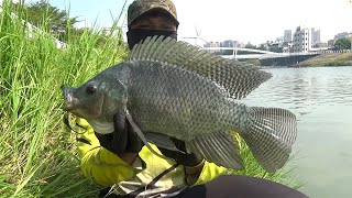 Download lagu Mancing Di Sarang Ikan Nila Babon Strike Bertubi Tubi Sampai Kuwalahan mp3 Download lagu Mancing Di Sarang Ikan Nila Babon Strike Bertubi Tubi Sampai Kuwalahan mp3