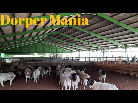 , title : 'Domba Dorper Import Siap Ke Peternak Indonesia'