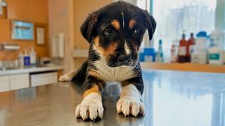Amazing Rescue of an Injured Dog with a Broken Leg, but with a Loving Heart