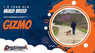 Download Lagu Gizmo | 1.5 Year Old Mixed Breed | Obedience Training South Atlanta Thumbnail