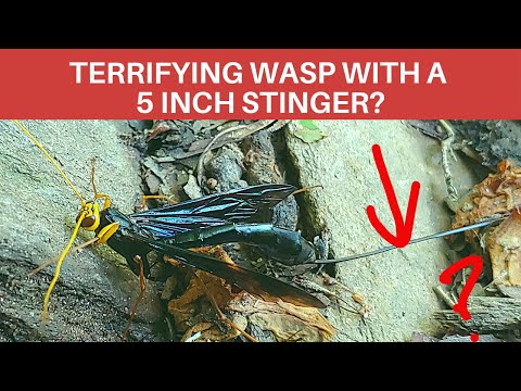 Black Giant Ichneumon Wasp: longest ovipositor in the world looks like a stinger!