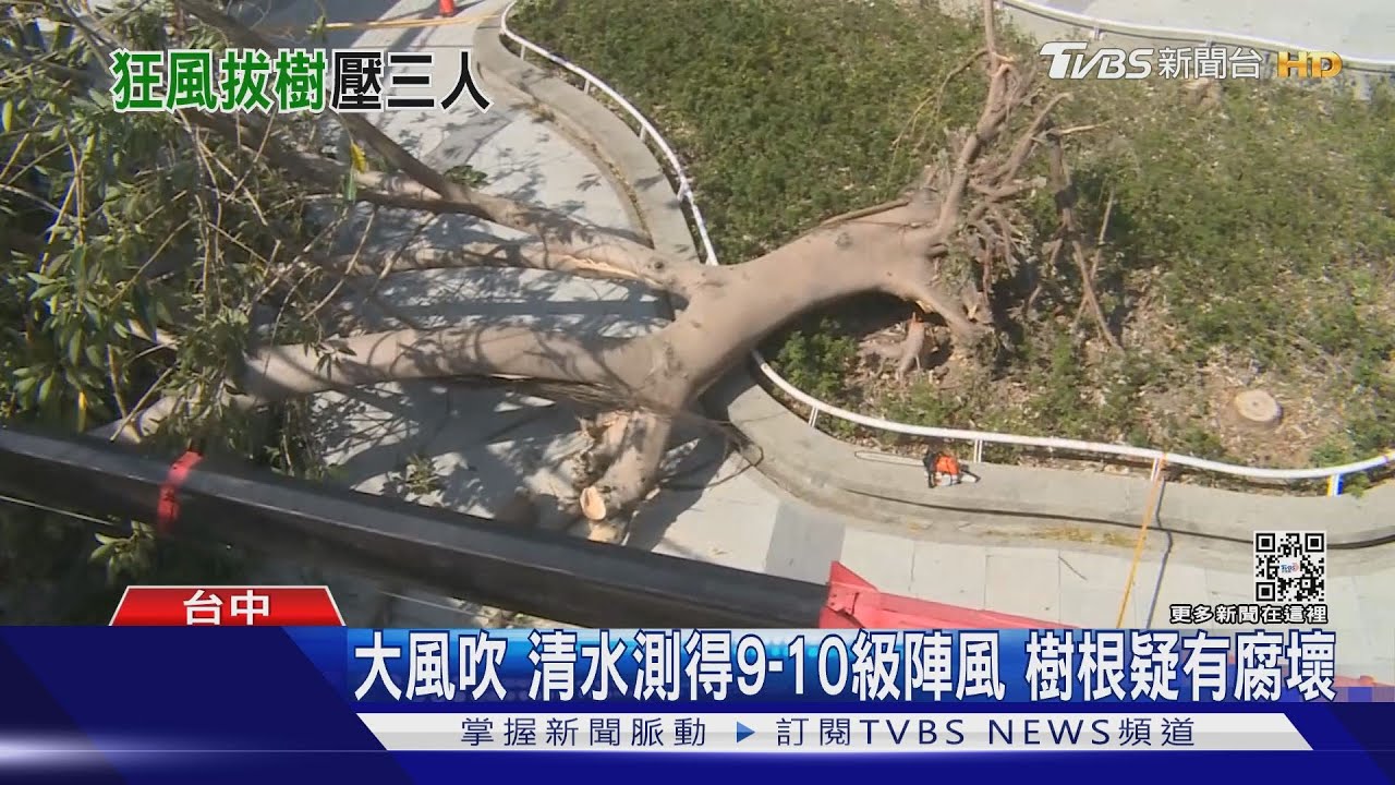 鰲峰山苦楝樹倒塌　壓傷12歲男童一家三人