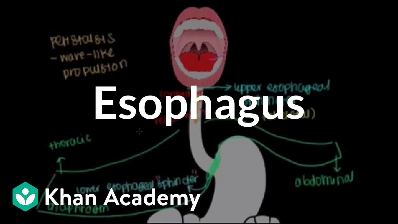 Esophagus | Gastrointestinal system physiology | NCLEX-RN | Khan Academy
